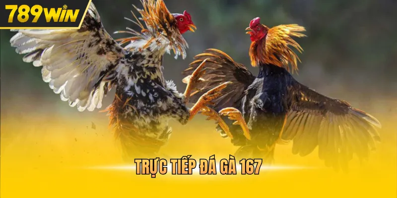 trực tiếp đá gà 167