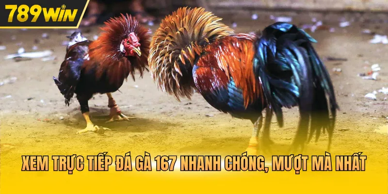Xem trực tiếp đá gà 167 nhanh chóng, mượt mà nhất